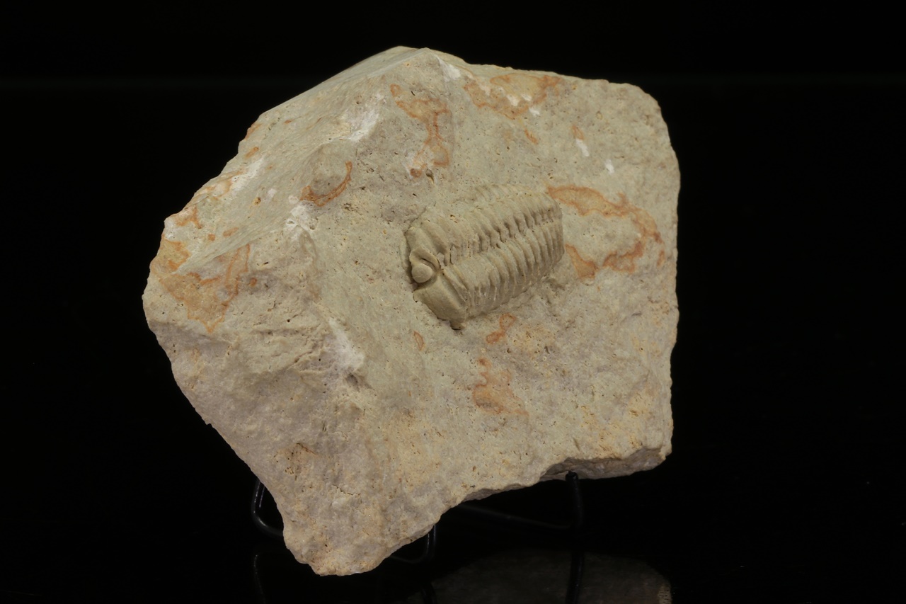 Calymene celebra - Image 2