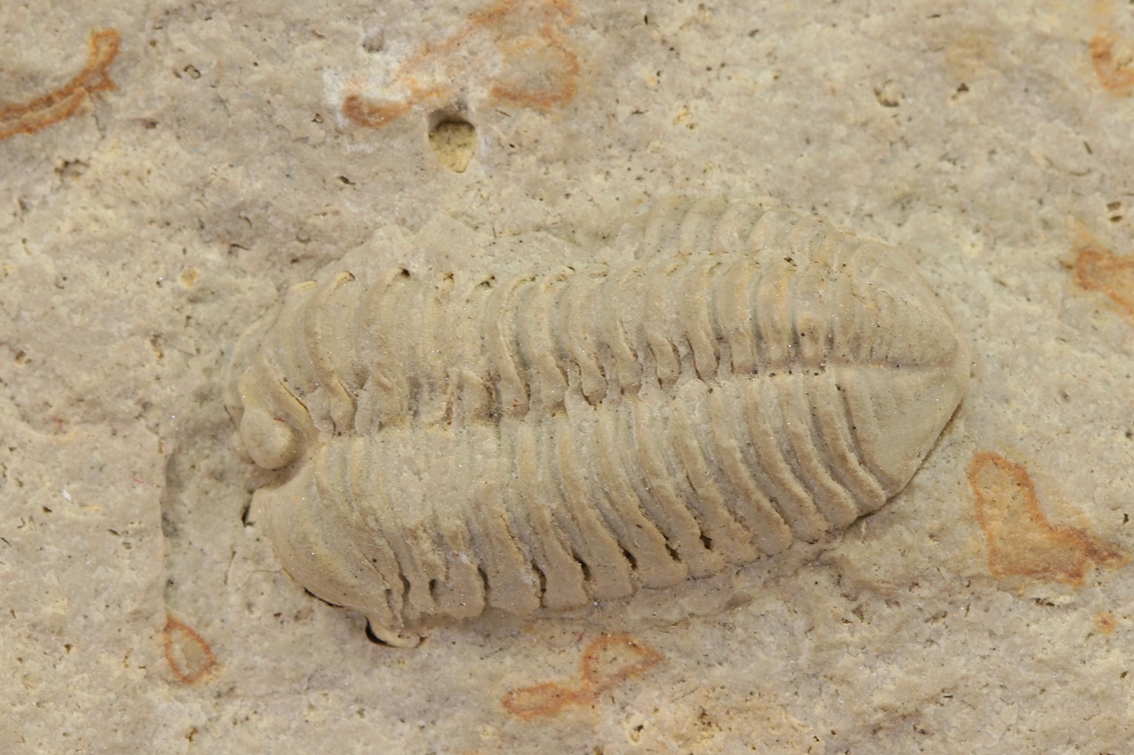 Calymene celebra - Image 3