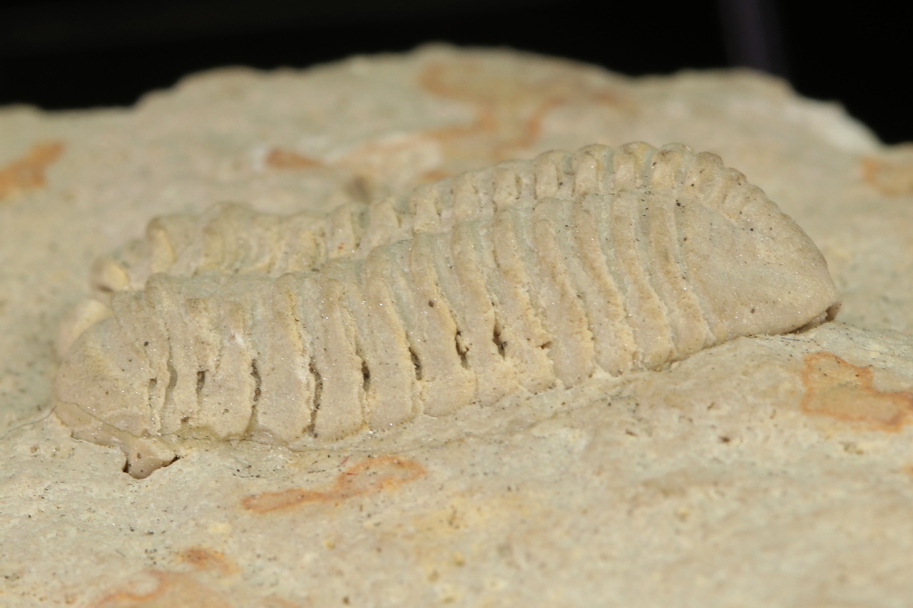 Calymene celebra - Image 4