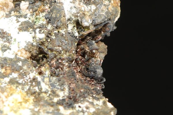Silver, argentite, skutterudite - Image 8