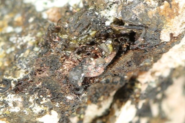 Silver, argentite, skutterudite - Image 9