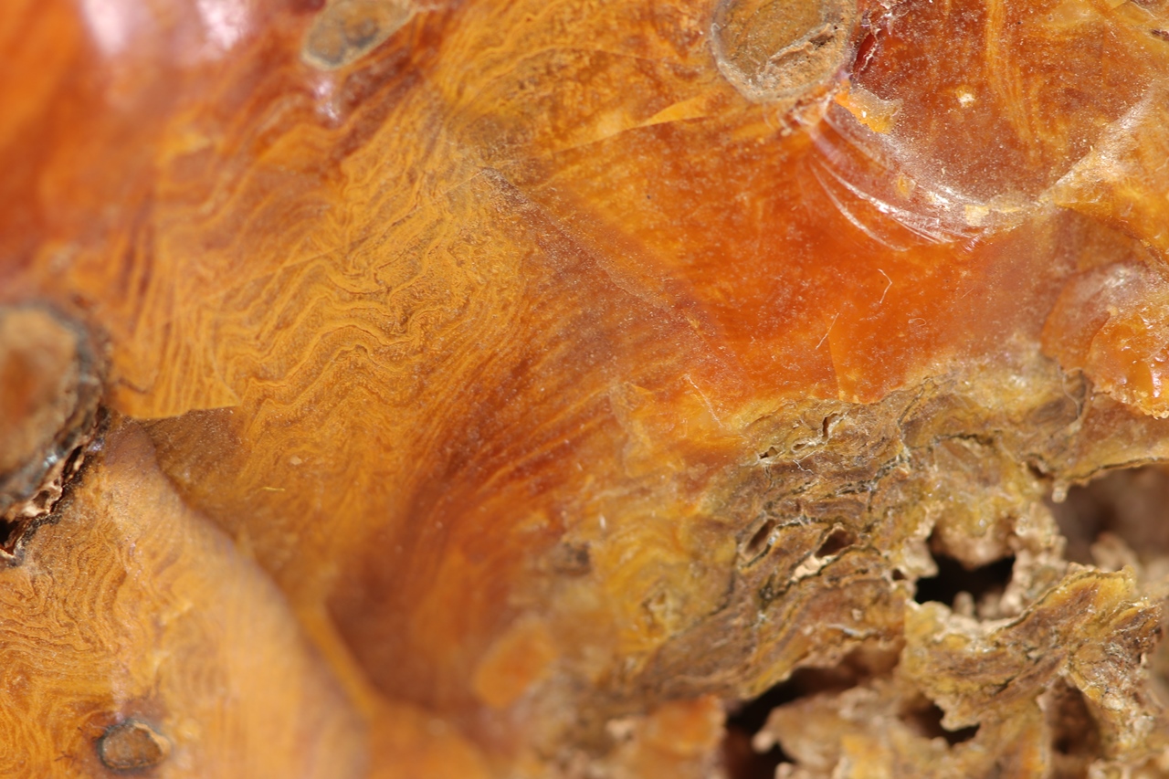 Wood Opal - Image 3