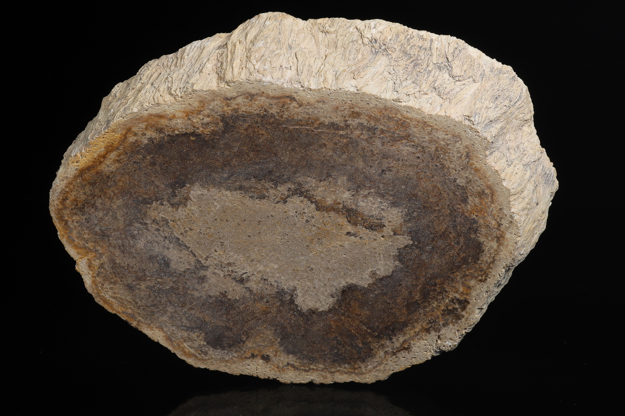 Petrified wood - Image 3