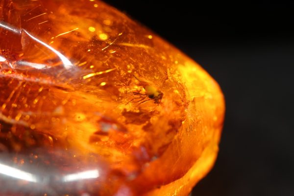 Amber with a mosquito - Image 7