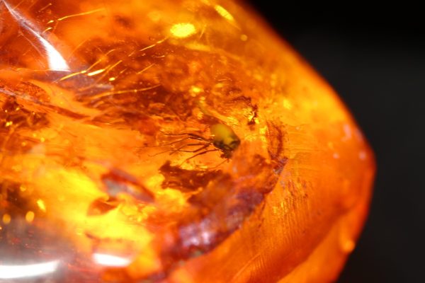 Amber with a mosquito - Image 8