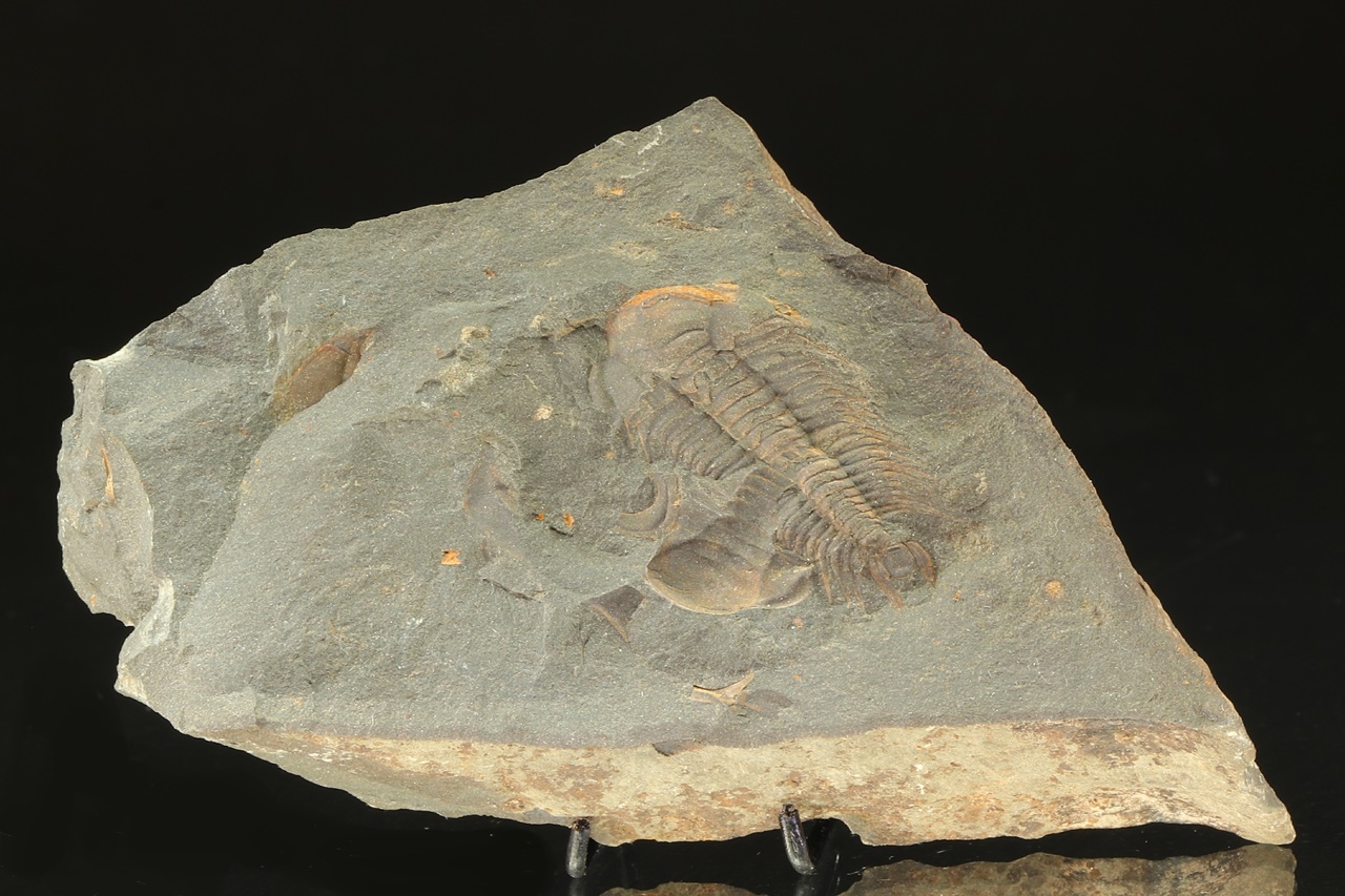 Paradoxides gracilis - Image 2