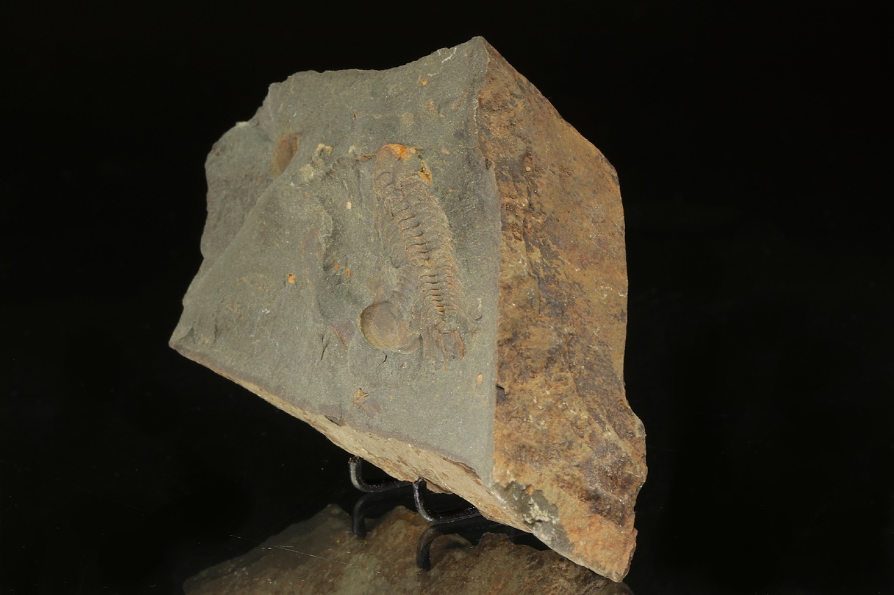 Paradoxides gracilis - Image 3