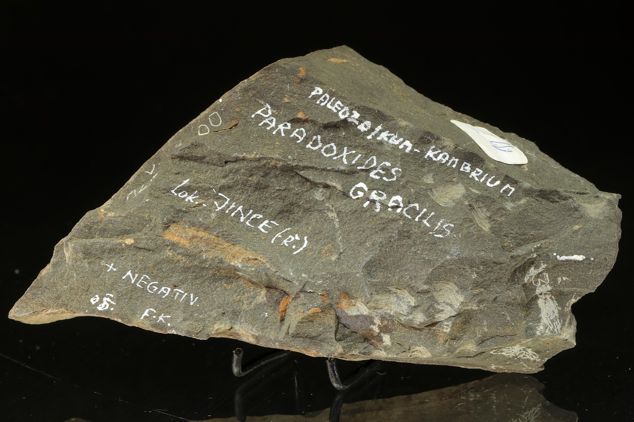 Paradoxides gracilis - Image 4