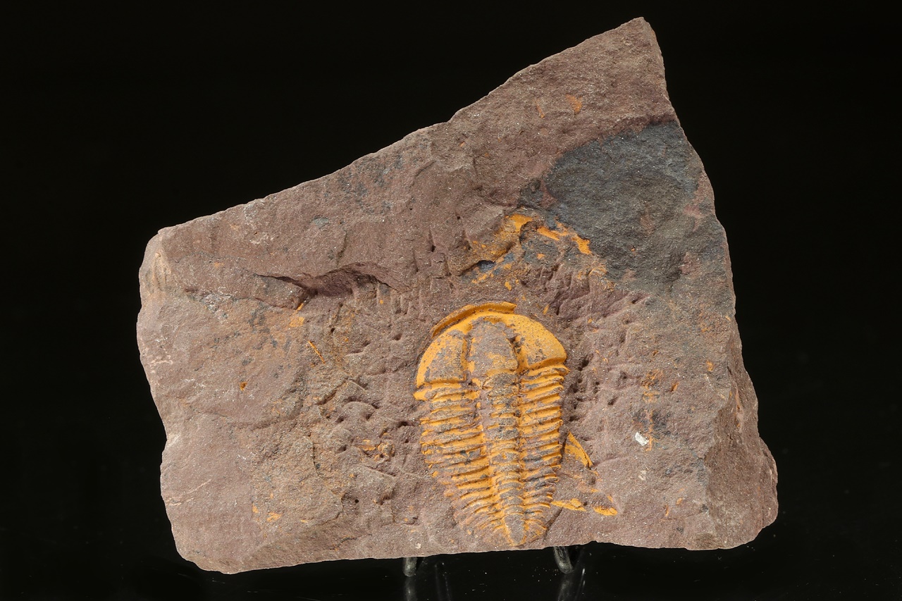 Conocoryphe cirina - Image 2