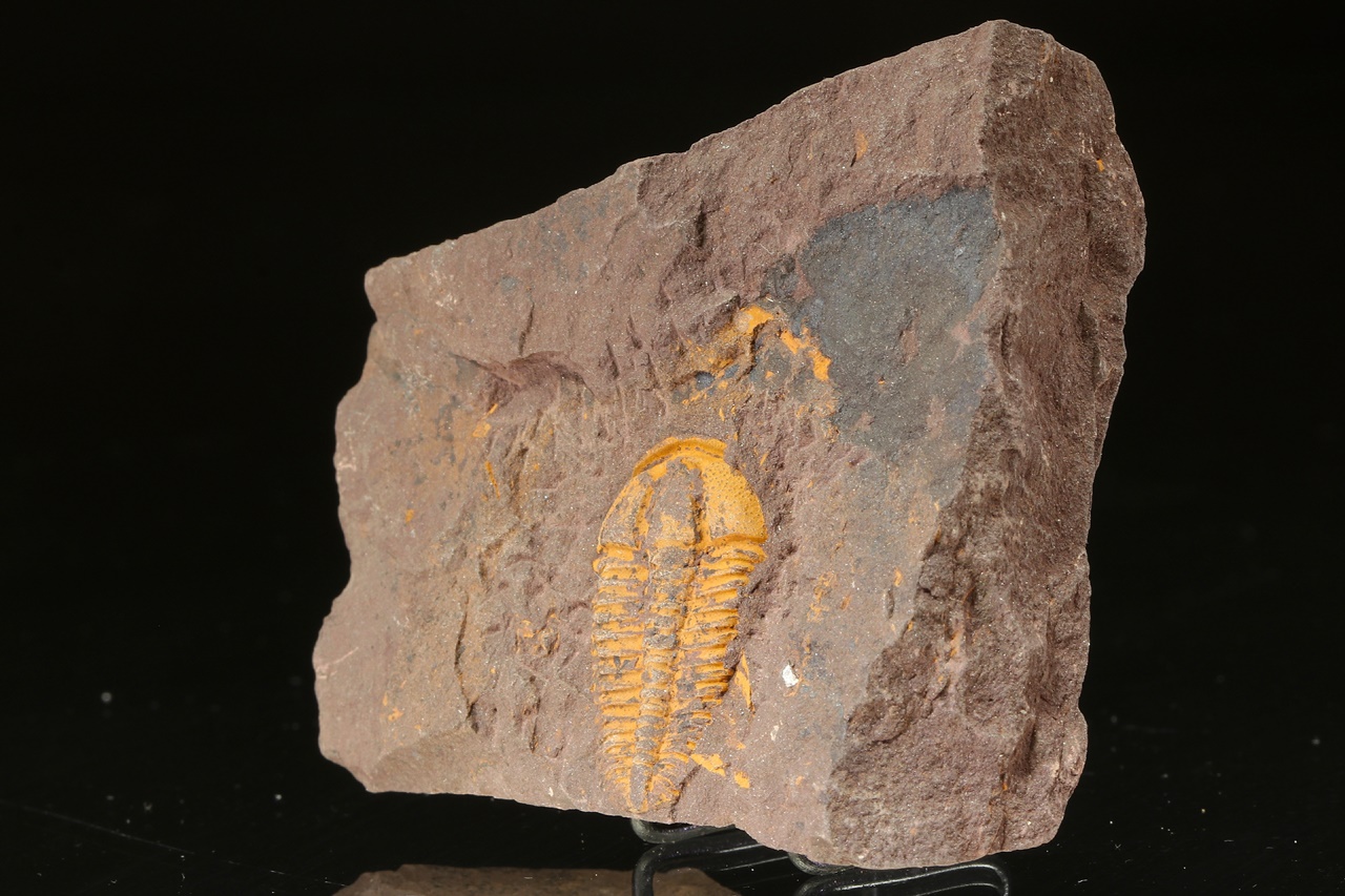 Conocoryphe cirina - Image 3