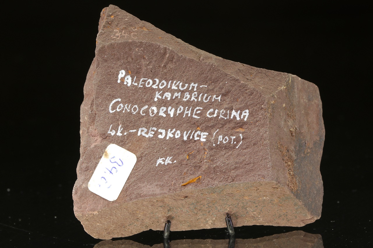 Conocoryphe cirina - Image 4