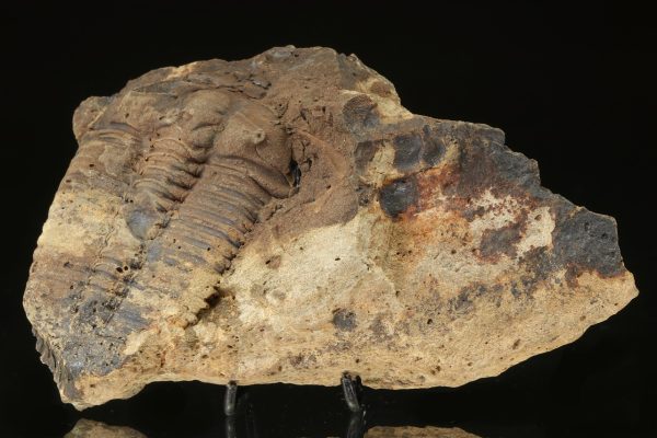 Ptychoparia striata - Image 2