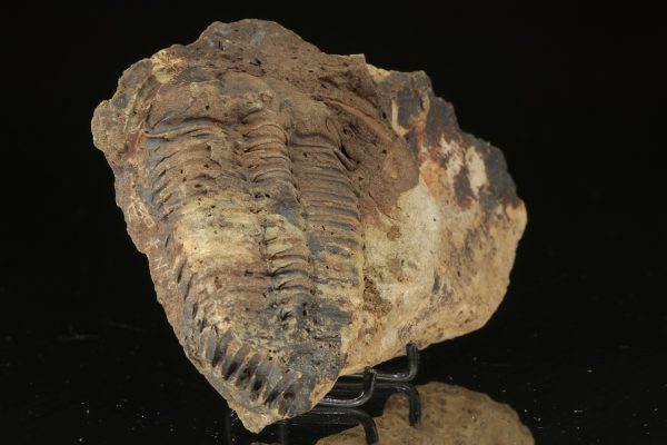 Ptychoparia striata - Image 3