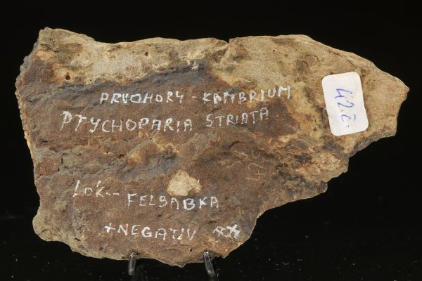 Ptychoparia striata - Image 4