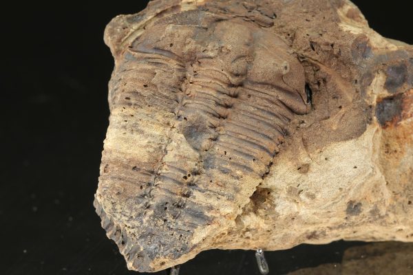 Ptychoparia striata
