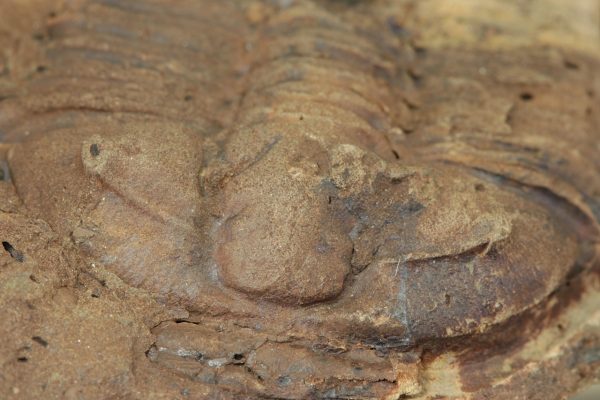 Ptychoparia striata - Image 6