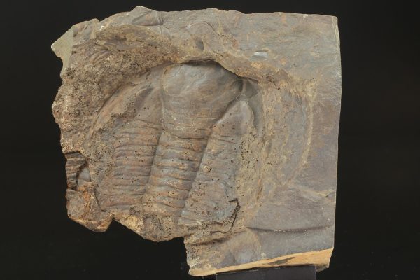 Paradoxides gracilis - Image 5