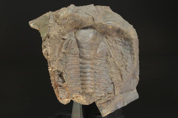 Paradoxides gracilis - Image 6