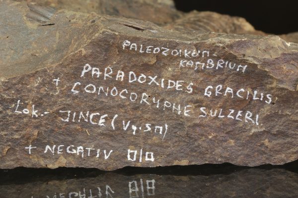 Paradoxides gracilis - Image 9