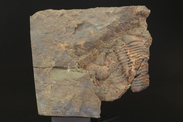 Paradoxides gracilis - Image 7