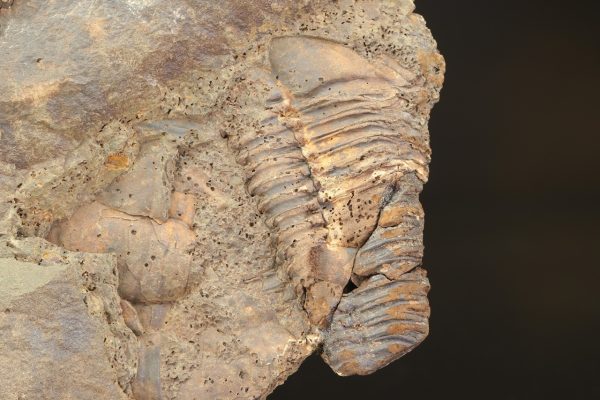 Paradoxides gracilis - Image 8
