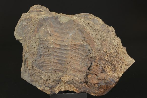 Paradoxides gracilis - Image 3