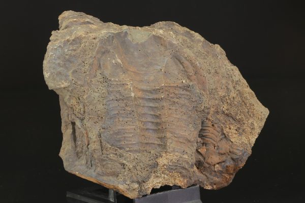 Paradoxides gracilis - Image 2