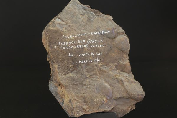 Paradoxides gracilis - Image 4