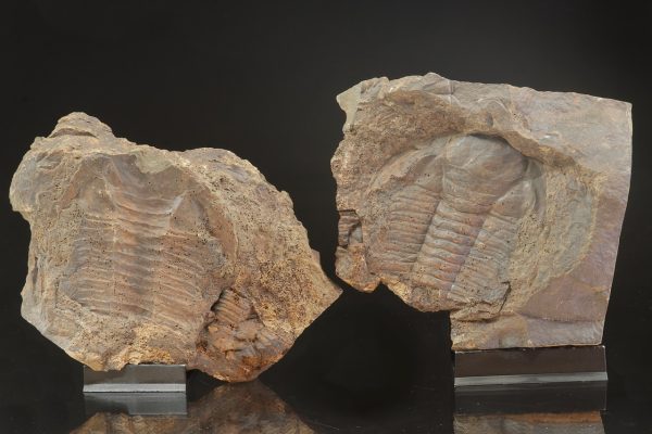 Paradoxides gracilis