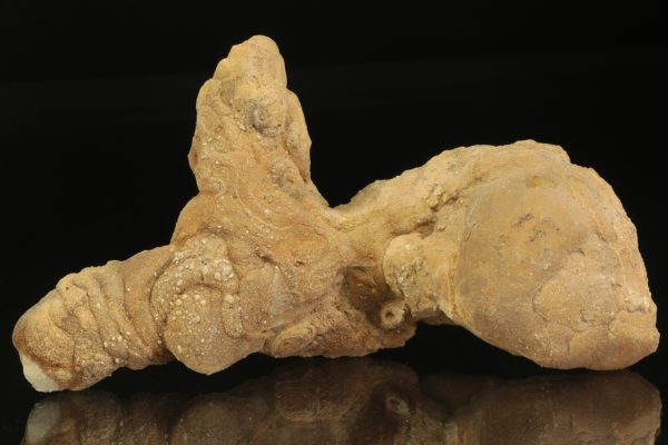 Calcite concretion - Image 2
