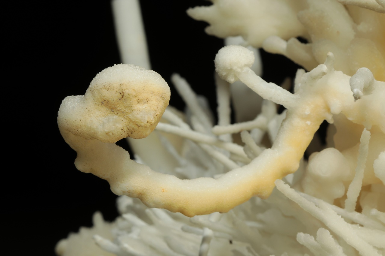 Aragonite - Image 11