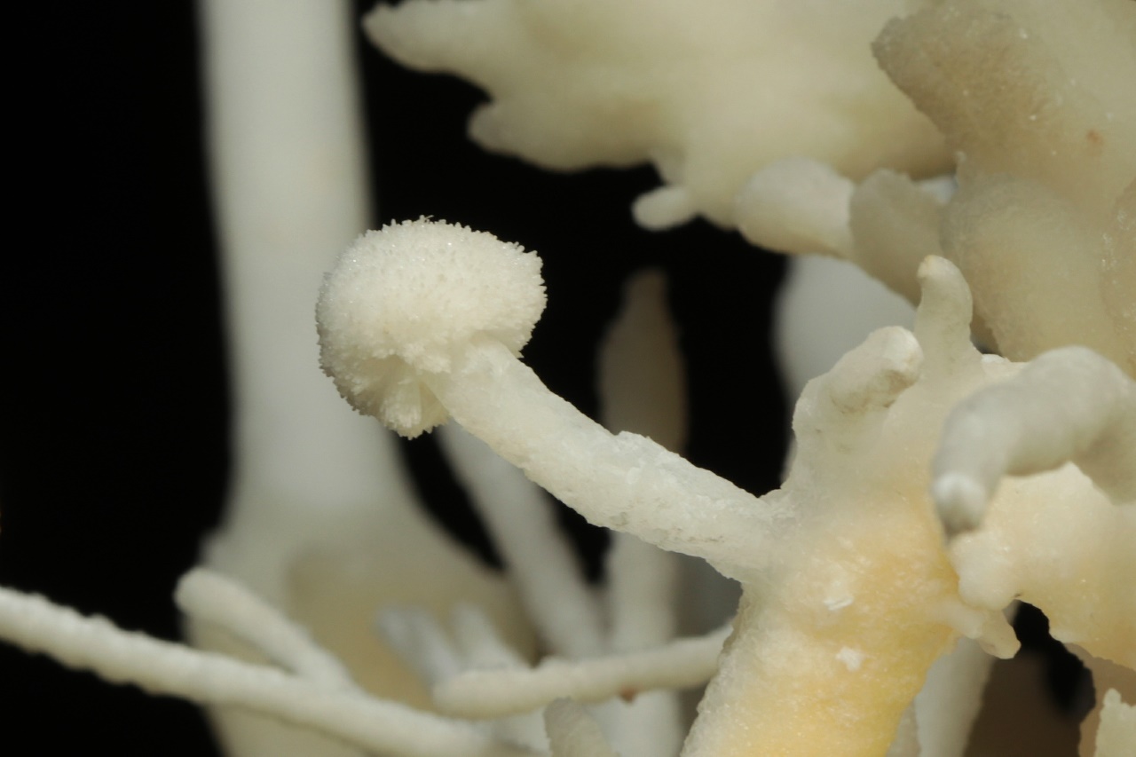 Aragonite - Image 12