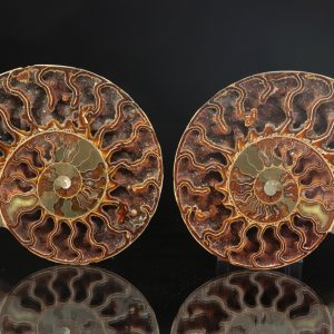 Ammonite of the genus Cleoniceras