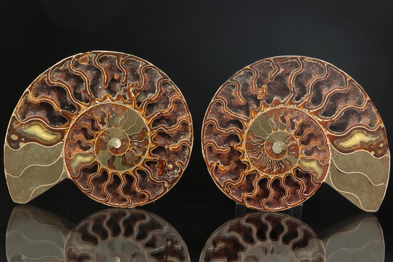 Ammonite of the genus Cleoniceras