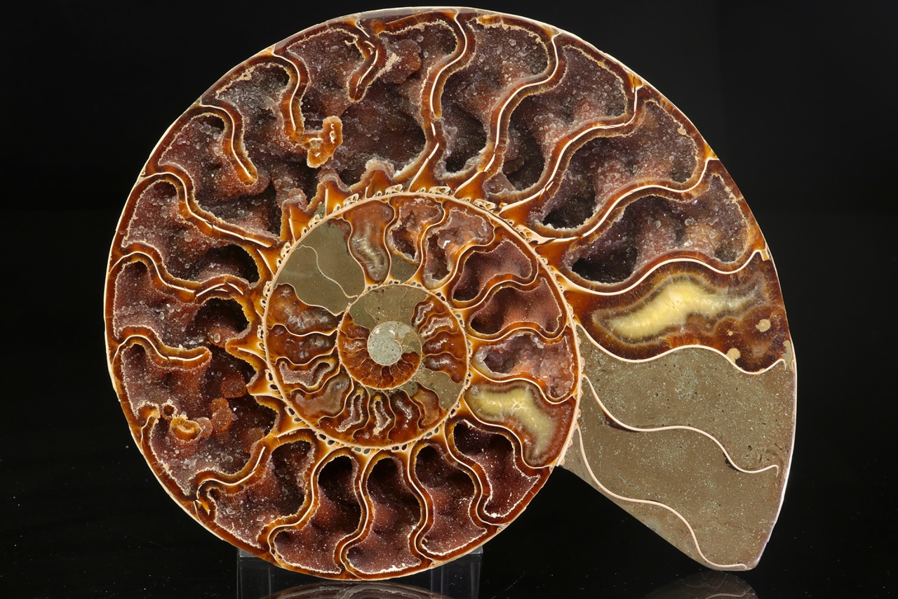 Ammonite of the genus Cleoniceras - Image 2