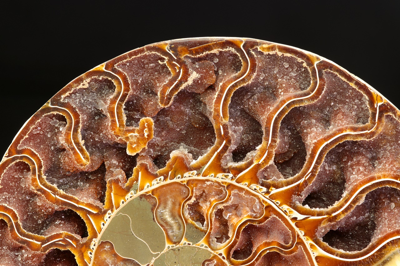 Ammonite of the genus Cleoniceras - Image 3