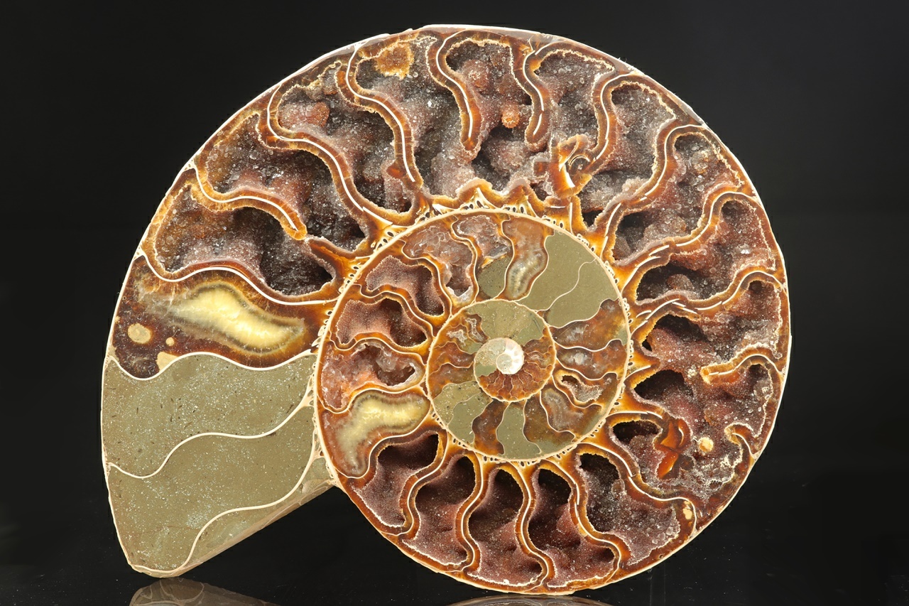 Ammonite of the genus Cleoniceras - Image 4