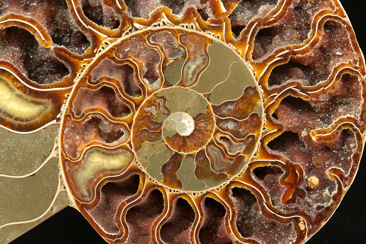 Ammonite of the genus Cleoniceras - Image 5