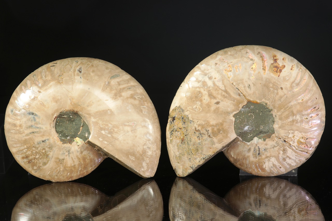 Ammonite of the genus Cleoniceras - Image 6