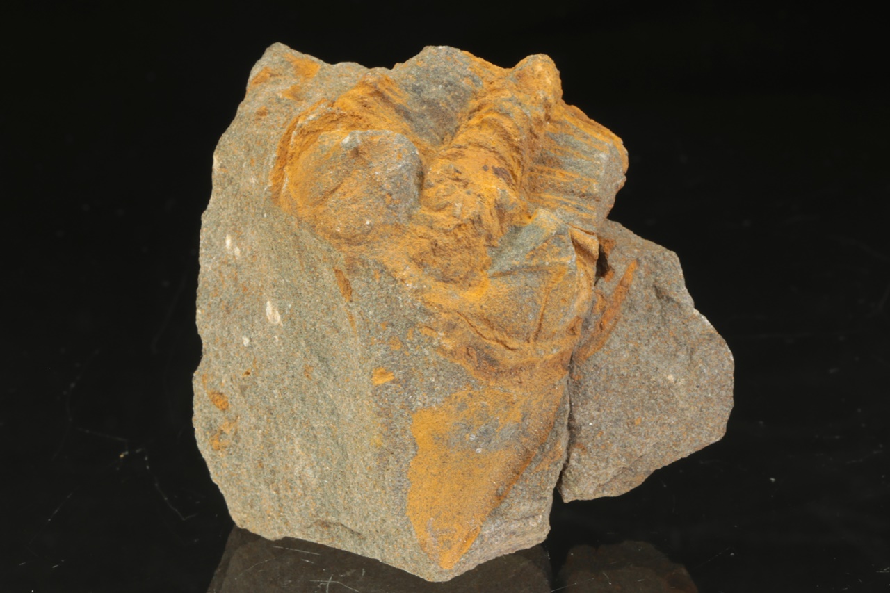 Ptychoparia striata - Image 2