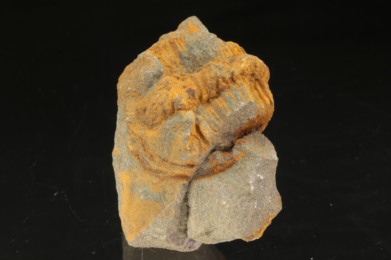 Ptychoparia striata - Image 3