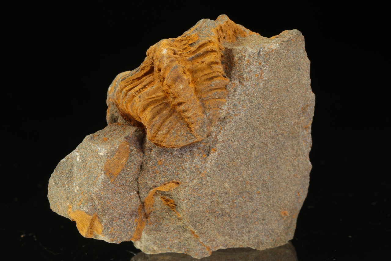 Ptychoparia striata - Image 5