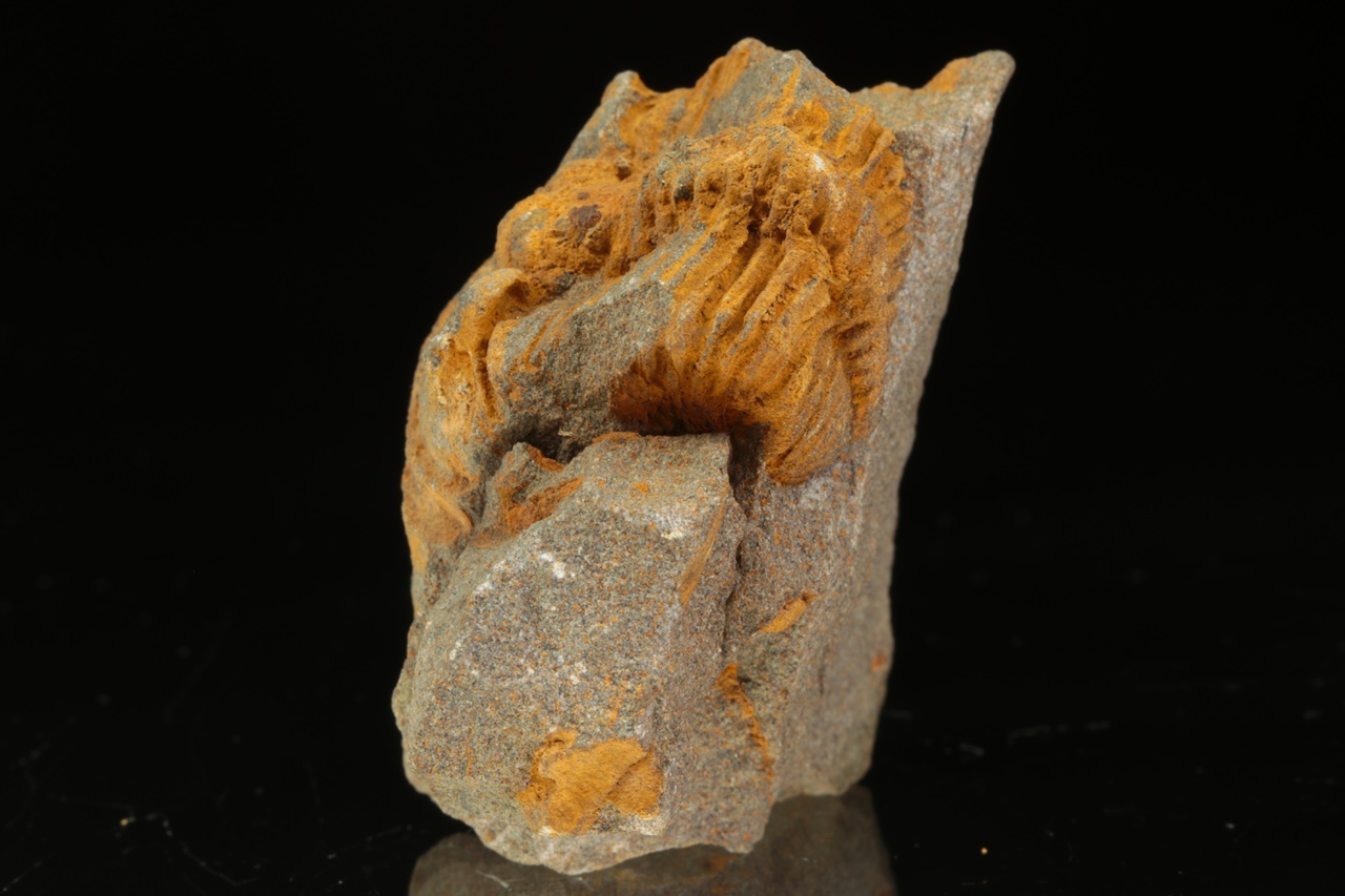 Ptychoparia striata - Image 4