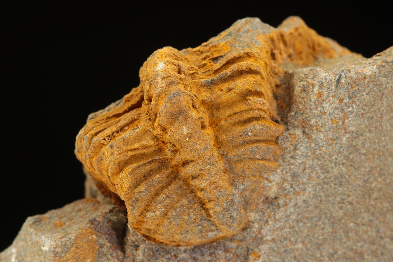 Ptychoparia striata - Image 7