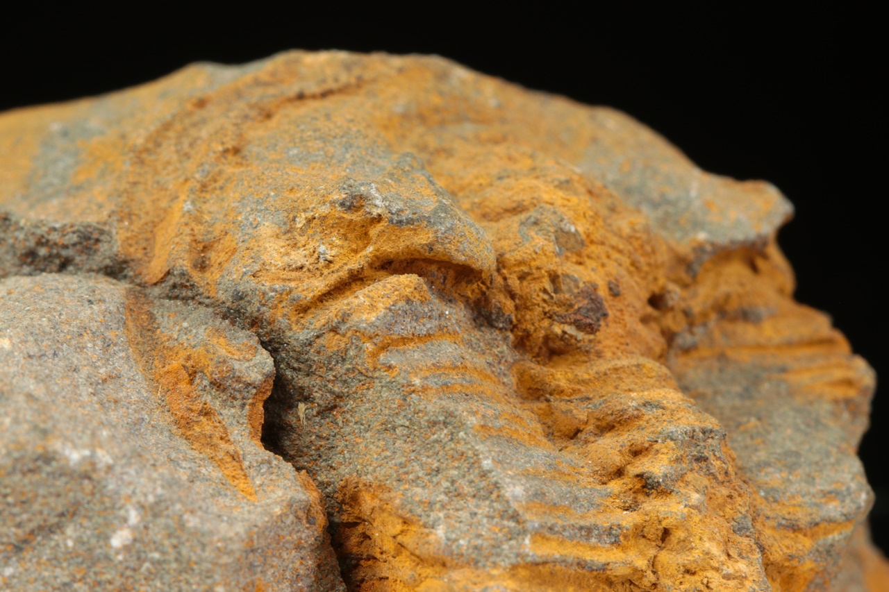 Ptychoparia striata - Image 8