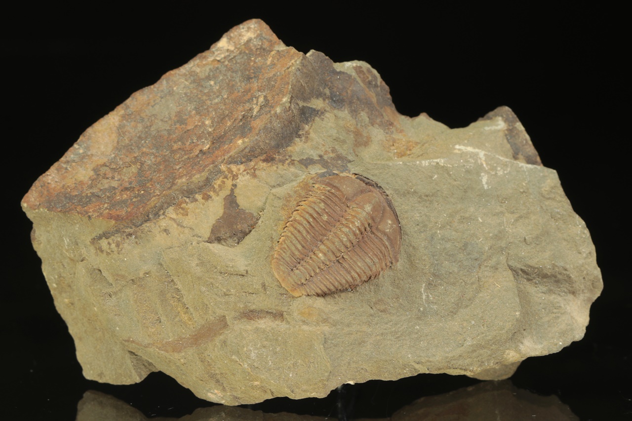 Conocoryphe cirina - Image 2