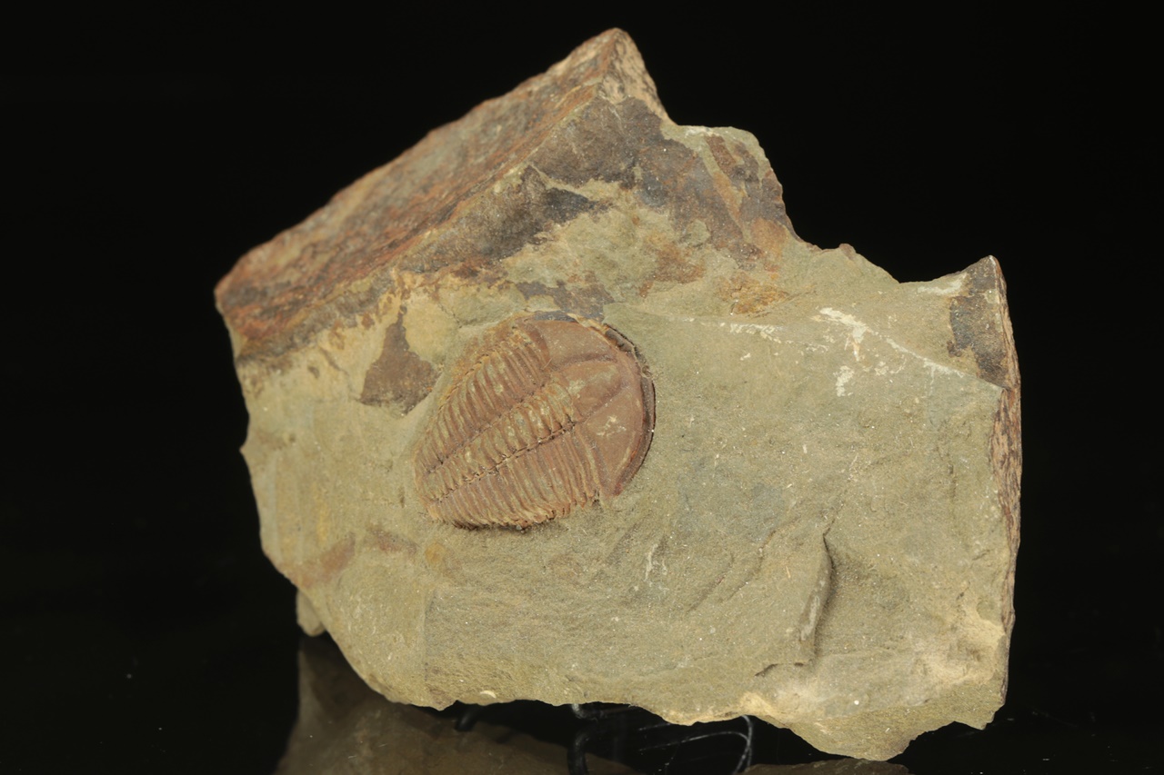 Conocoryphe cirina - Image 3