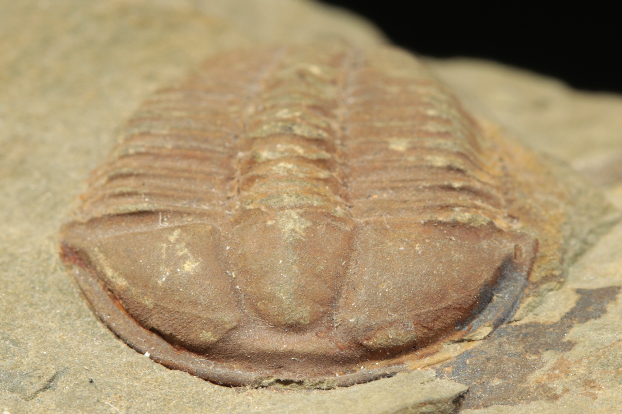 Conocoryphe cirina - Image 5