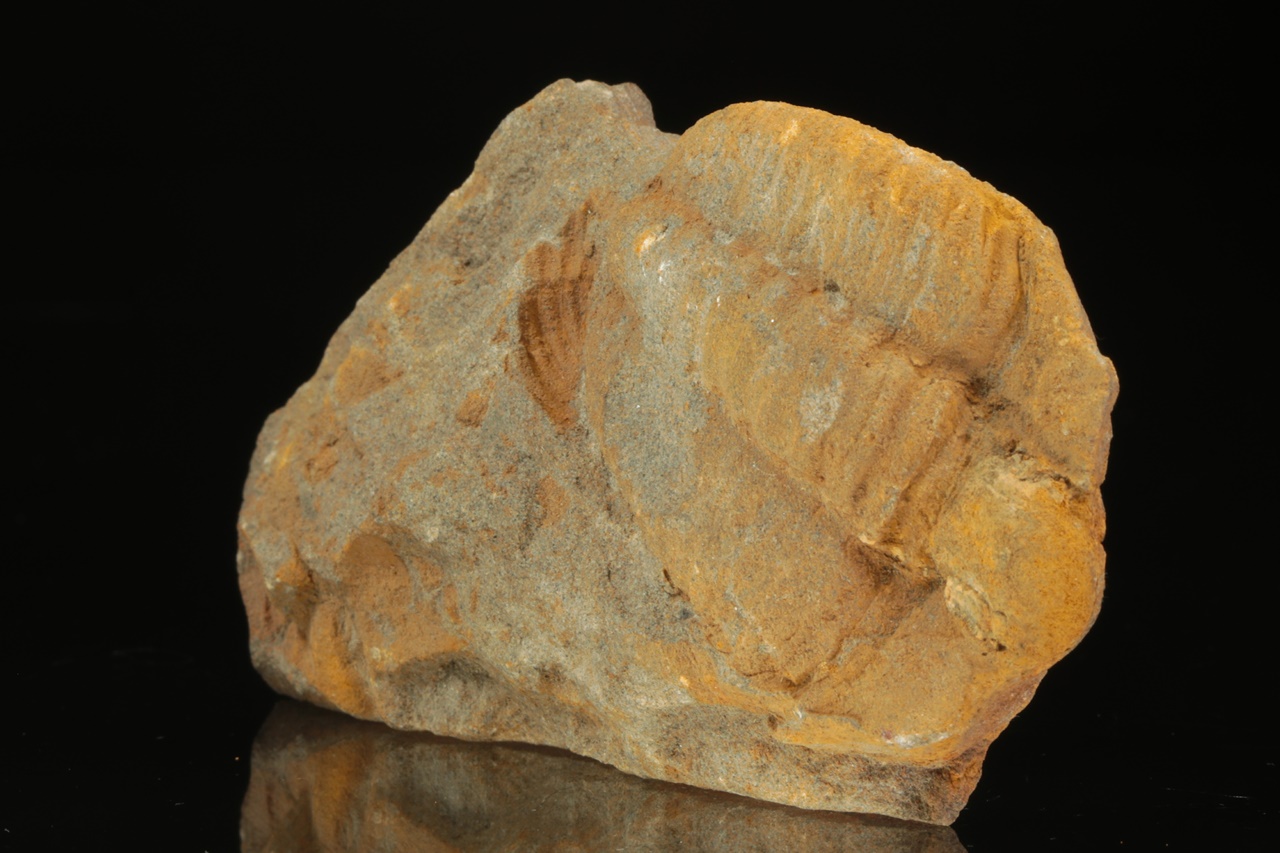 Germaropyge germari - Image 2