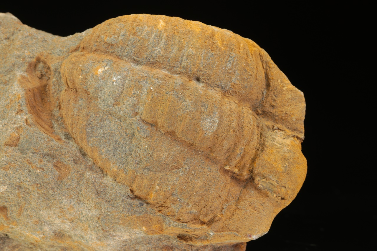 Germaropyge germari - Image 3